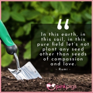 Plant Seeds